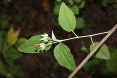 Melhania hamiltoniana